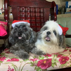 Jillian Yee profile icon