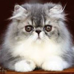 homaira hosen profile icon