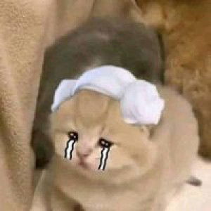 Kate Cassandra D. Pagutayao profile icon