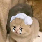 Kate Cassandra D. Pagutayao profile icon