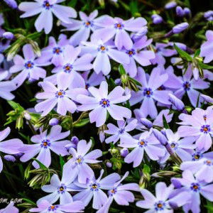 nunuk karisma profile icon