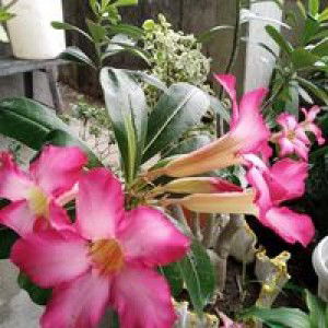 Jackielyn Francisco profile icon