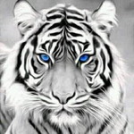 Jajat Hidayat profile icon