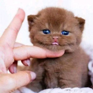 Rena Purwati profile icon