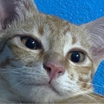 หนุงหนิง profile icon