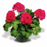 Hylda Rysma profile icon