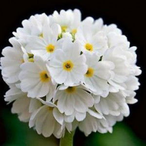 Kaka Riska profile icon