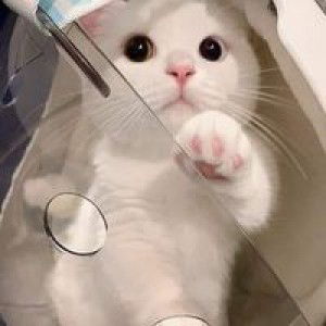 Rifa Putry Amoorea profile icon