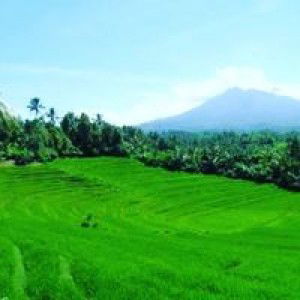 Rani Anita profile icon