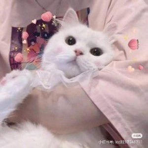 jυday ѕarangнe profile icon