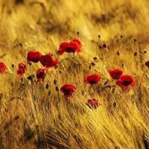 Ummu LuLu profile icon