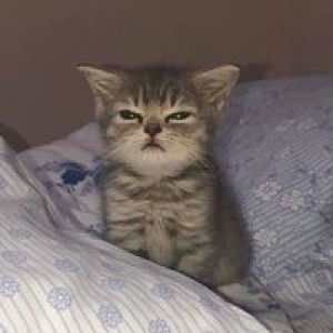 Sutida Kodhib profile icon