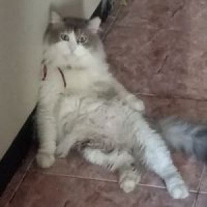 Anindhita Fijri Lestari profile icon