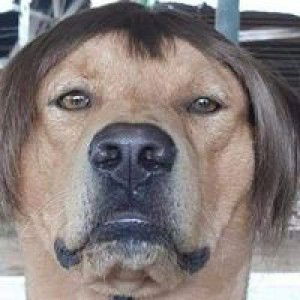 陈璐芳 profile icon