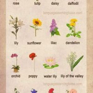 Veronica profile icon