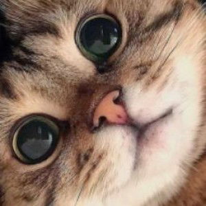 Fitri Wahyuni profile icon