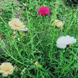 ummu cha profile icon