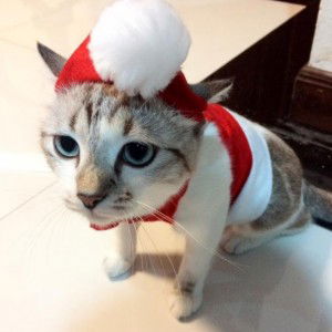 khanitta sweet profile icon