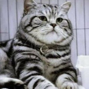 Nur Nadia profile icon