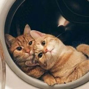 Syukree Daree profile icon