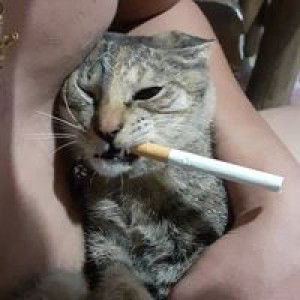 analiza padernilla profile icon