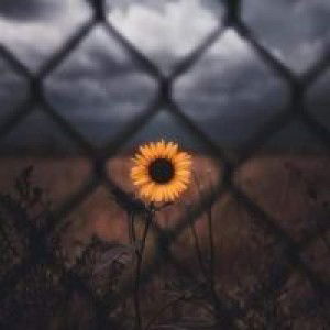 Sun Flowers profile icon