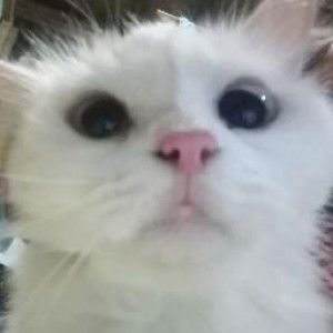 Sophia Alqueza profile icon