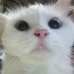 Sophia Alqueza profile icon