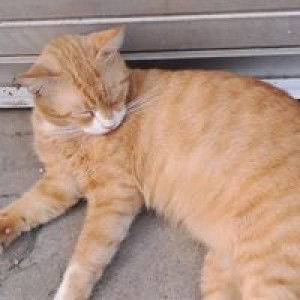 Riska Antika Putri profile icon