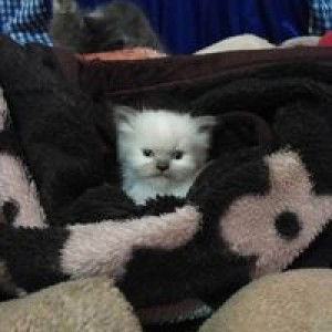 Yani Simahate Bengi profile icon