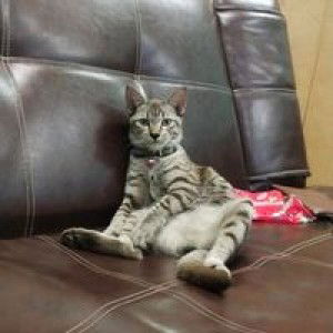 Pimpim Pornpun profile icon