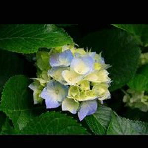 Anissa Misliyah profile icon