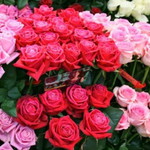 Ades Ocktofarika profile icon