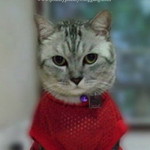wisuwat dangsook profile icon