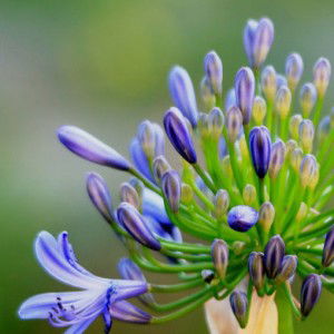 Anitanra 99 profile icon