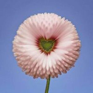 Konrawee Meedee profile icon