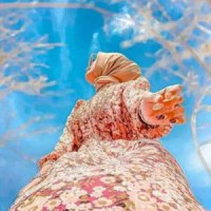 Inkaa Amellia profile icon