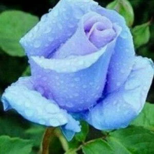 Indah Lestari profile icon