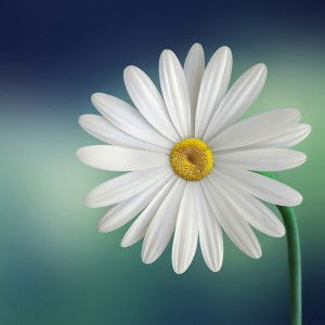 fitri ardiyan profile icon