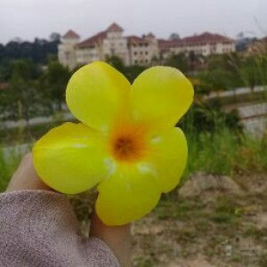 Nur Syazwani profile icon