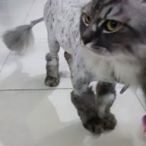 Douglas Panyau profile icon