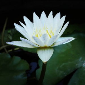 Ardhani - Adhiyasa profile icon