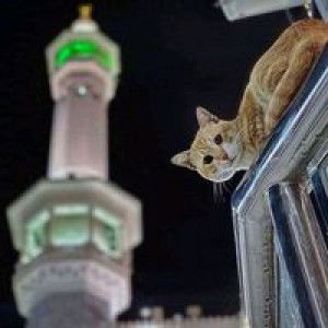 Siti Fatimah profile icon