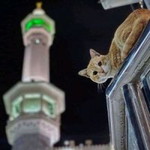 Siti Fatimah profile icon