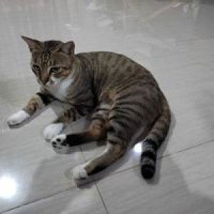 Syarifah Faihaa profile icon