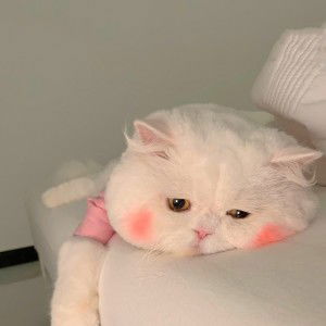 Rahmi Sulastri profile icon