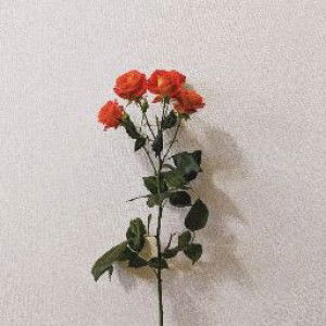 Ruqayyah رقية profile icon