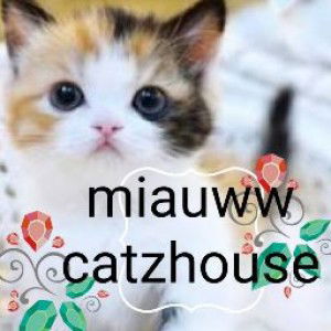 miauww miauww profile icon