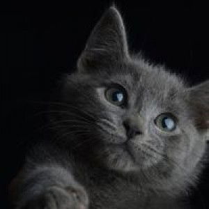 Tanaporn Suksawat profile icon