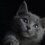 Tanaporn Suksawat profile icon